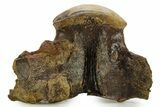 Huge Fossil Mosasaur (Tylosaurus) Vertebra - Texas #377821-8